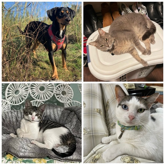 ❗️Everything is BOGO- Buy One Get One Free!❗️ - Picture 6 of 8